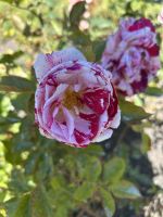 07.03.2025: Freizeit in Wellington  Rosengarten