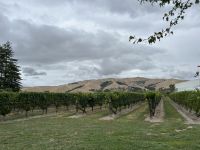 08.03.2025: Weinreben in Blenheim