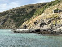 10.03.2025: Naturkundschaftliche Bootstour auf der Otago Halbinsel