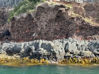 10.03.2025: Naturkundschaftliche Bootstour auf der Otago Halbinsel