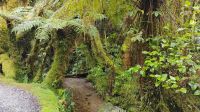 Minnehaha Walk im Westland Tai Poutini National Park