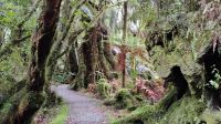 Minnehaha Walk im Westland Tai Poutini National Park