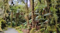 Minnehaha Walk im Westland Tai Poutini National Park