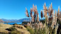 Wanaka-See mit Neuseelands typischen Gräsern 