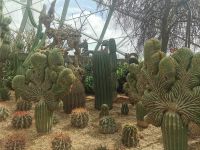 Singapur, Flower Dome, die Sukkulenten sehen aus wie Skulpturen.
