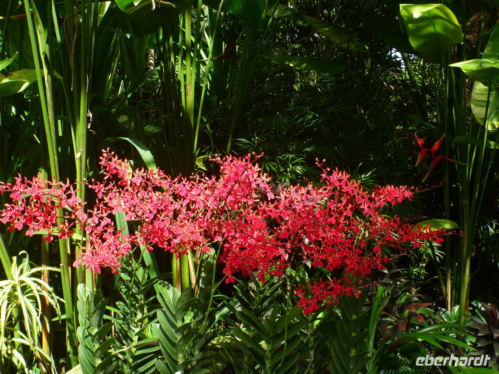 Singapur, der Botanische Garten