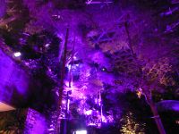 Singapur, Changi Airport, die illuminierten Bäume gruppieren sich um den Wasserfall wie in einem Amphitheater.