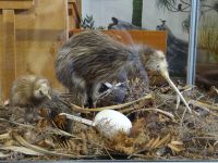 Kauri Museum Matakohe, ein Kiwi, der ruhig hält und tagsüber zu sehen ist, denn die Vögel sind nachtaktiv. 