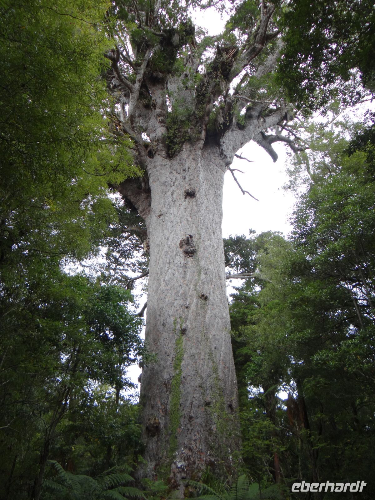 Waipoua Wald, Tane Mahuta, einer der letzten majestätischen Kauribäume
