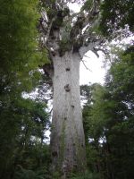 Waipoua Wald, Tane Mahuta, einer der letzten majestätischen Kauribäume