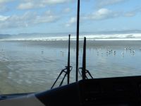 Ninety Miles Beach, mit dem Bus auf den Strand, da wundern sich die Möwen.