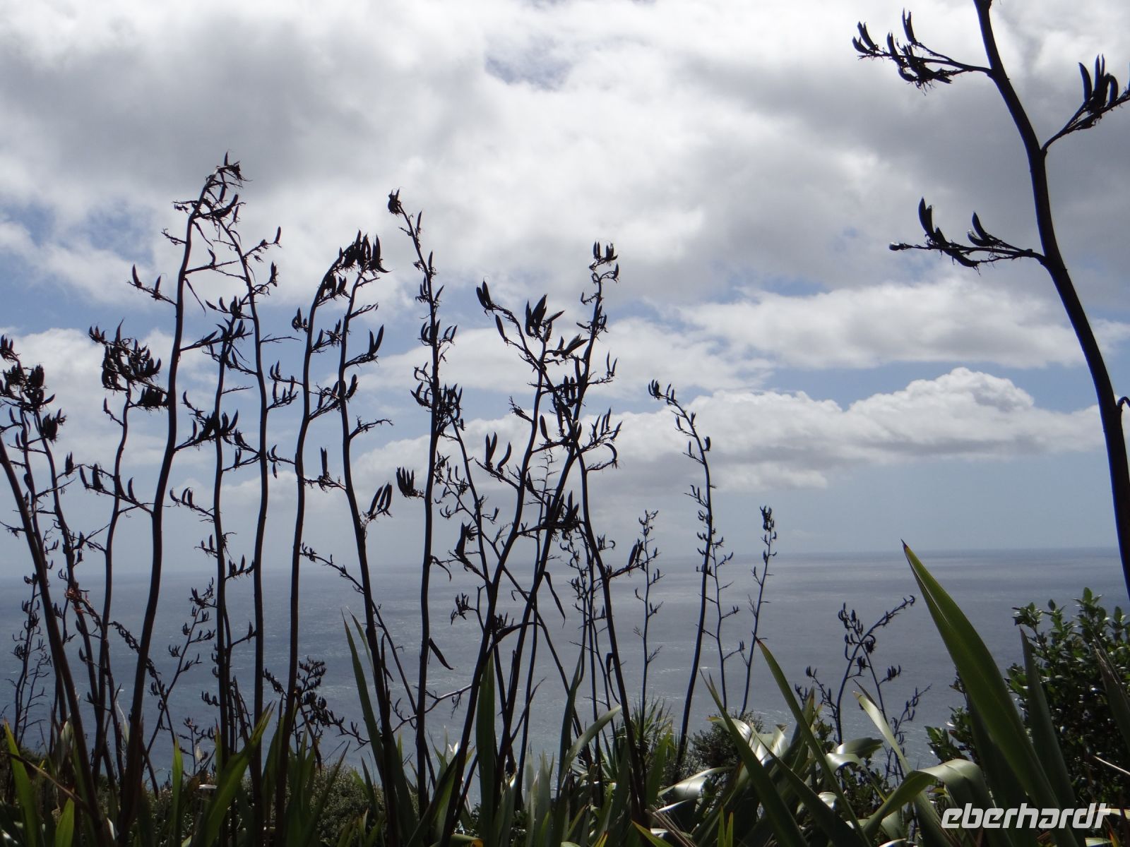 Cape Reinga, wo die verstorbenen Maori die Welt verlassen.
