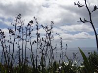 Cape Reinga, wo die verstorbenen Maori die Welt verlassen.