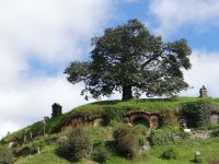 Hobbiton Movie Set, ein idealer Baum, natürlich gewachsen und neu zusammengesetzt, mit über 300.000 künstlichen Blättern.