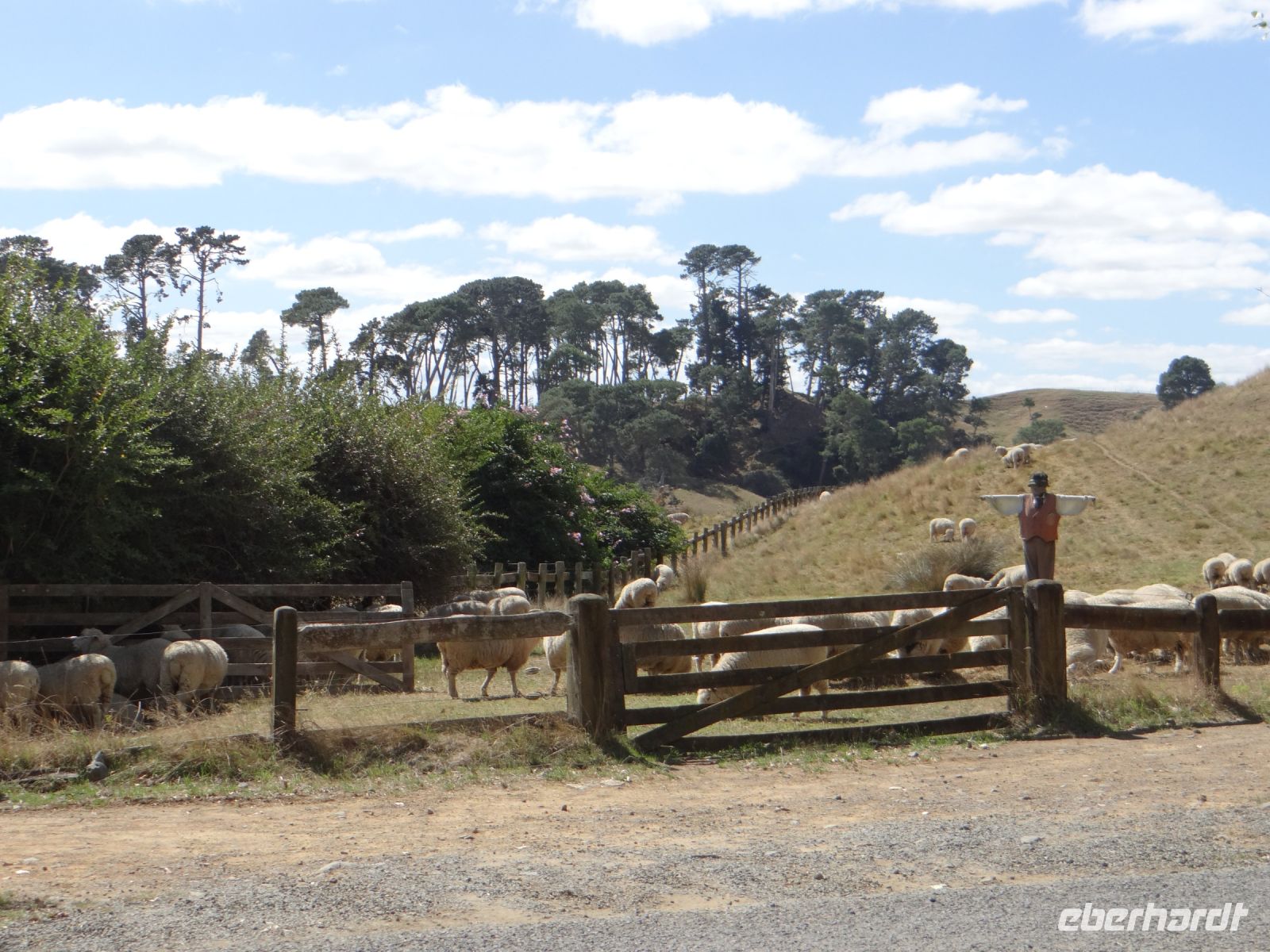 Hobbiton Movie Set, das Gelände ist immer noch Schaffarm und wird bewirtschaftet.