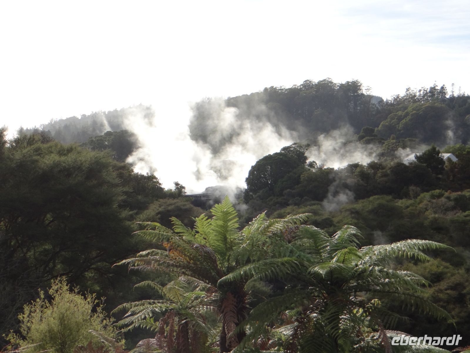 Te Puia, hier kommt die Wärme aus dem Boden.