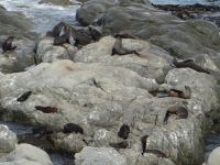 Wer liegt denn da? – Es sind Pelzrobben.