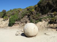 Moeraki Boulder, wie Rieseneier liegen die Kugeln am Strand.