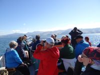 Dunedin, Tiersafari, ja wo sind sie denn?