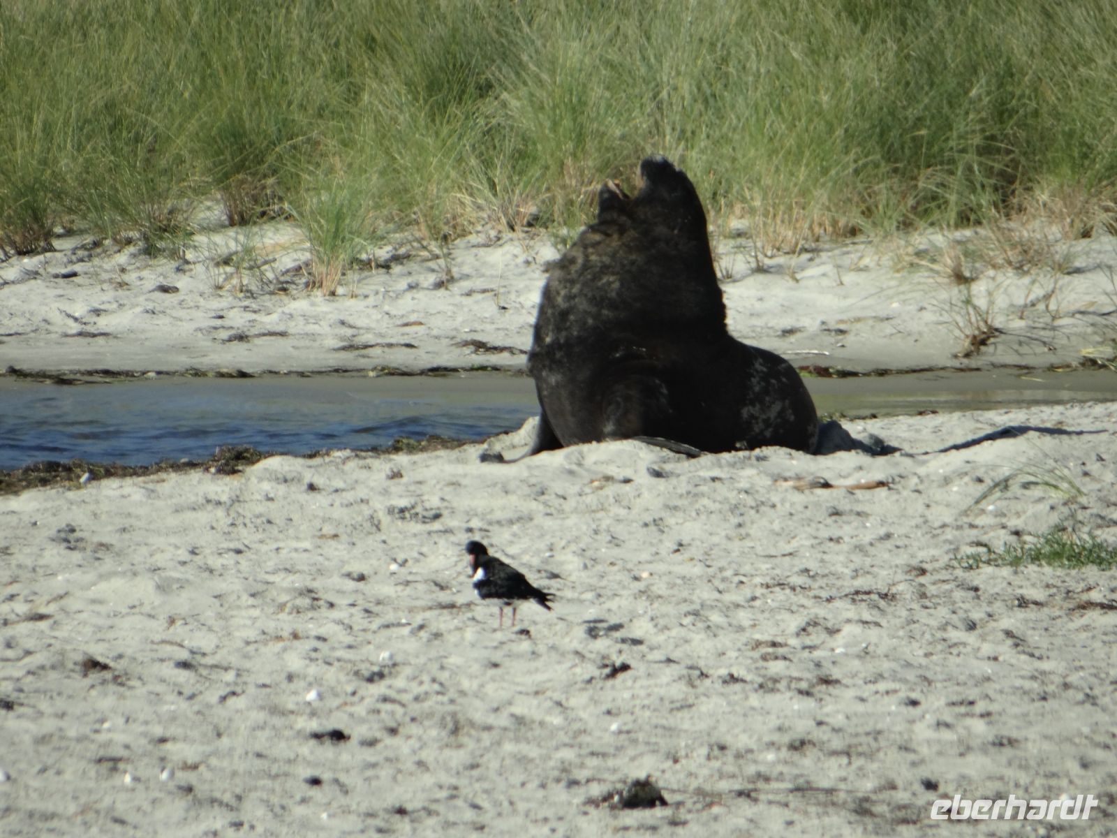Dunedin, ein Seelöwe