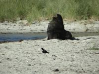 Dunedin, ein Seelöwe