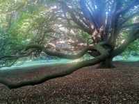 Dunedin, der Botanische Garten liegt dem Hotel gegenüber. Ruhe und Schönheit. 