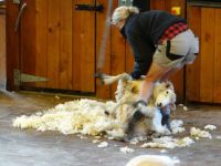 Walter Peak Farm, das Schaf ist geduldig.