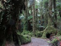 Fox, der Wald saugt einen regelrecht hinein.