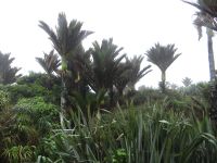 Pancake Rocks, hier wächst eine besondere Palmenart, die dem Wetter trotzt.