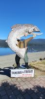 239 Te Anau