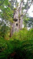 Große Rundreise Neuseeland: Kauribäume 