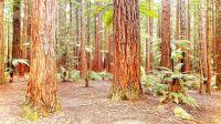 Große Rundreise Neuseeland: Redwood Bäume in Roturoa. 