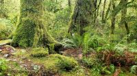 Große Rundreise Neuseeland: Regenwald im 