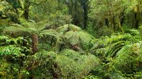 Große Rundreise Neuseeland: Regenwald in 