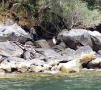 Große Rundreise Neuseeland: Fjordlandpinguin im Milford Sound. 