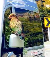 Große Rundreise Neuseeland: Neugieriger Kea Papagei am Homer Tunnel.