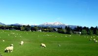 Große Rundreise Neuseeland: Die Südalpen mit Schafen im Vordergrund Nähe Mossburn. .. 