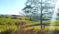 Große Rundreise Neuseeland: Landschaft bei Balclutha.