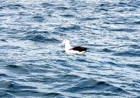 Große Rundreise Neuseeland: Albatros auf der Bootstour Nahe der Otago Halbinsel. 