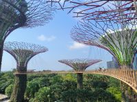 Skywalk in den Supertrees Singapore 