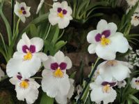 Orchideengarten Singapore 