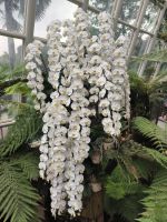 Orchideengarten Singapore 