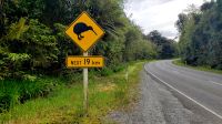 Große Neuseeland Rundreise: Vorsicht, Kiwis könnten kreuzen! Schild kurz hinter Fox, Richtung Franz Josef.