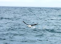 Große Neuseeland Rundreise: Albatros. 