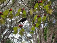 Botanischer Garten Wellington 