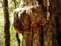 Im (Märchen-)Regenwald