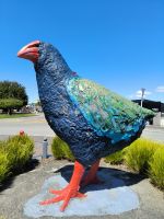 Te Anau - Takahe Bird