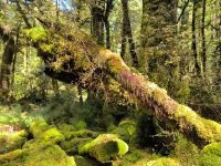 Im (Märchen-)Regenwald