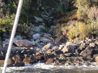 Suchbild:  Finde drei Pinguine