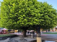 Am Brunnen vor dem Tore ...